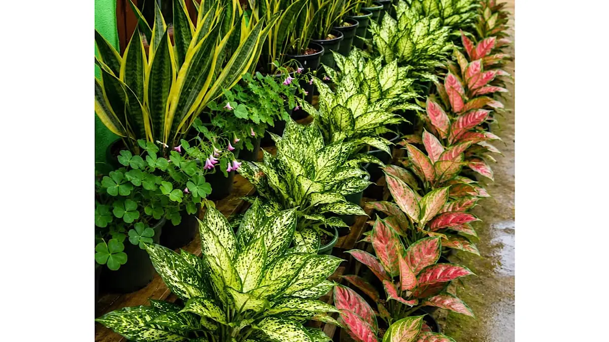 10 Tanaman Hias Daun Terbaik untuk Mempercantik Interior Rumah Anda di Blitar