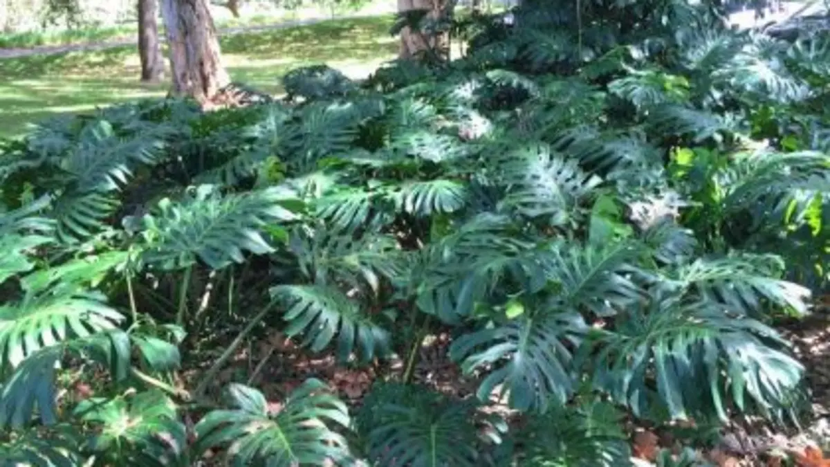 7 Strategi Efektif Merawat Monstera Marmorata untuk Tanaman Subur di Blitar