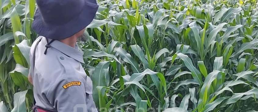 Adaptasi Petani Blitar: Fokus pada Jagung dan Hortikultura di Musim Kemarau