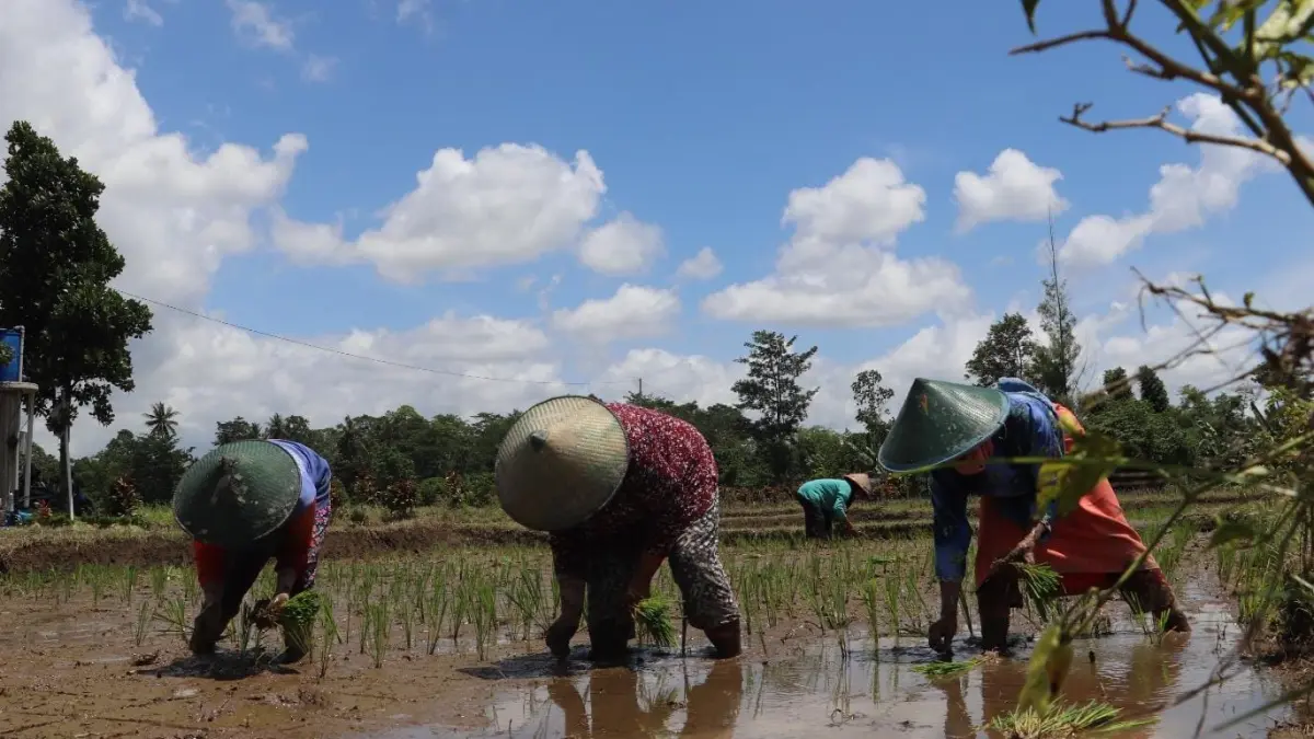 Antisipasi Musim Tanam Padi Mundur: Petani Blitar Perlu Waspadai Dampak Kemarau Ekstrem 2026