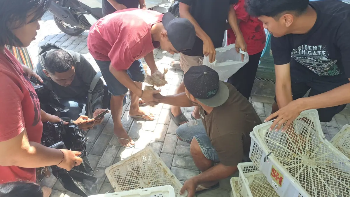 Antusiasme Warga Blitar untuk Burung Puyuh Gratis: Dari Kebangkrutan Peternak ke Tangan Masyarakat