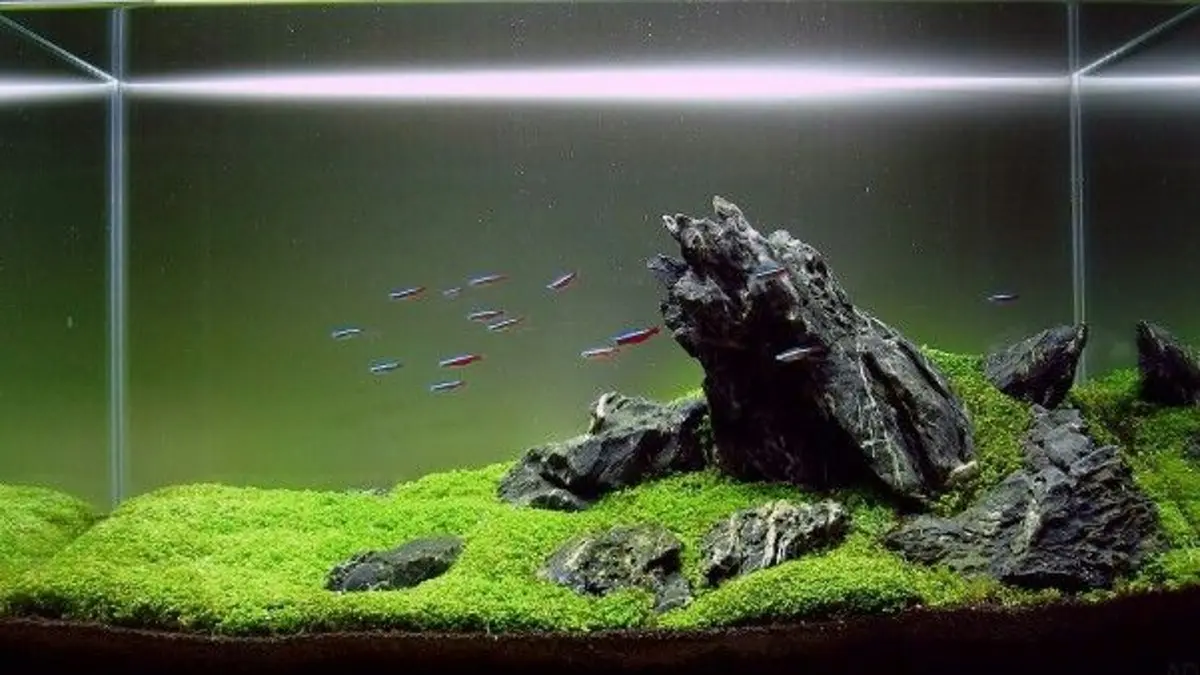 Aquascape Iwagumi Nano: Kreasi Akuarium yang Rapi dan Indah Hasil Karya Congbing