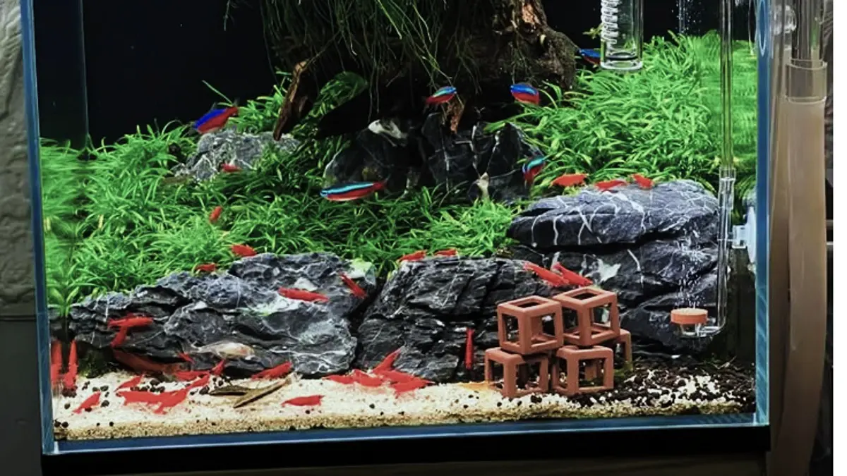 Aquascape Minimalis: Solusi Praktis untuk Pemula dengan Biaya Terjangkau di Blitar