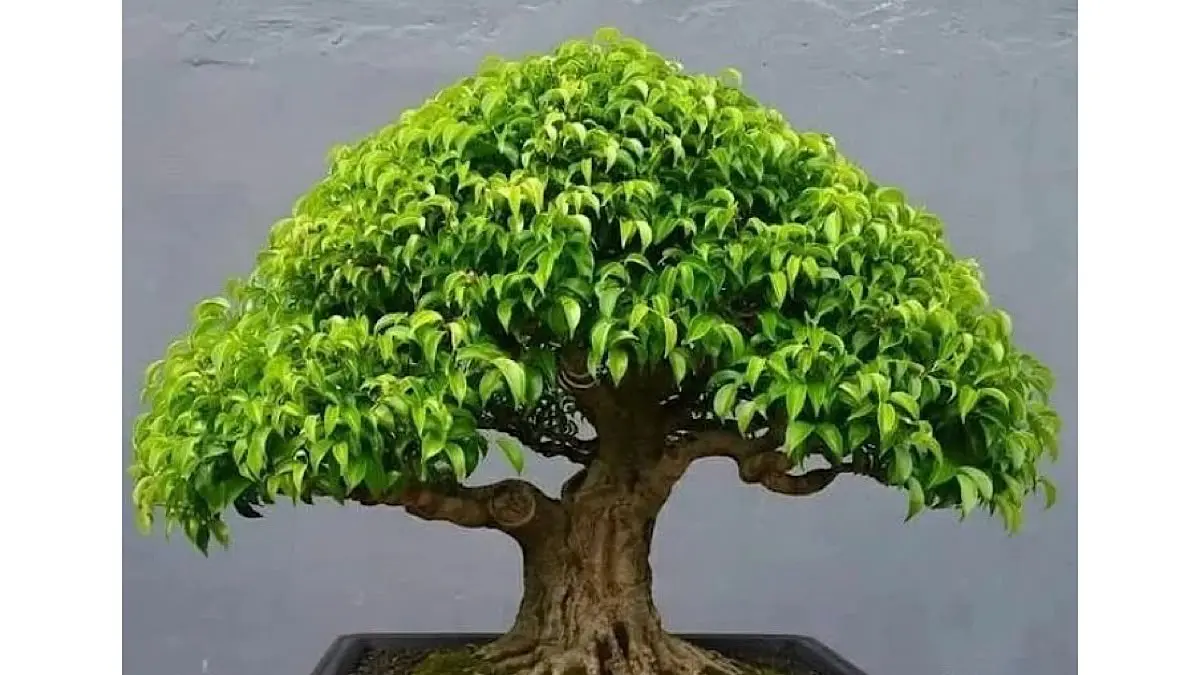 Arta Bonsai Batu: Galeri Hijau dengan Bonsai Seharga Rp750 Juta dan Sejarah Mendalam