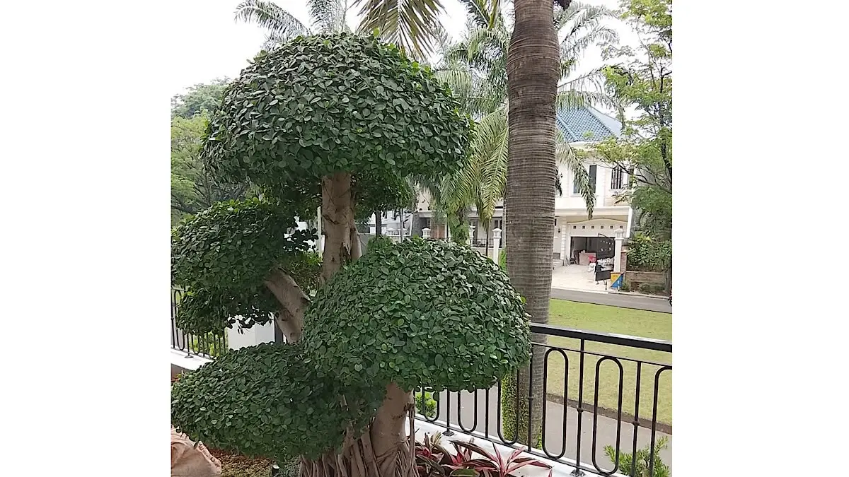 Ayo Kenali Seni Bonsai: Kelas Gratis untuk Pemula di Blitar