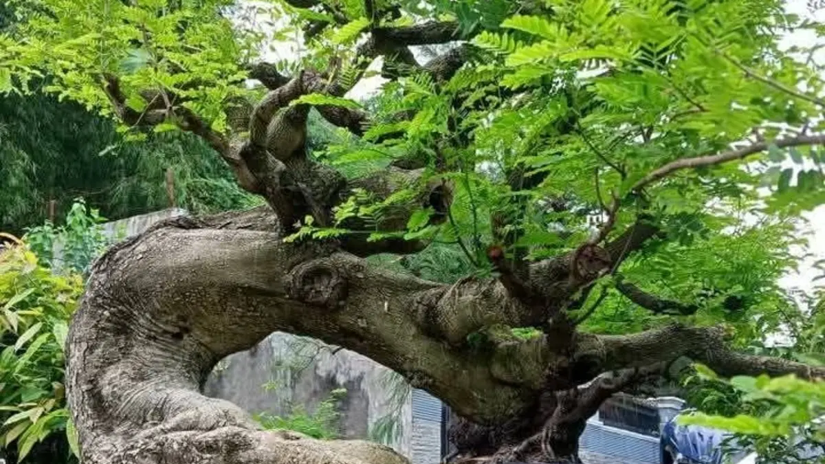 Bonsai Asem Jawa: Pilihan Sempurna untuk Pemula yang Tahan Lama dan Mudah Dibentuk