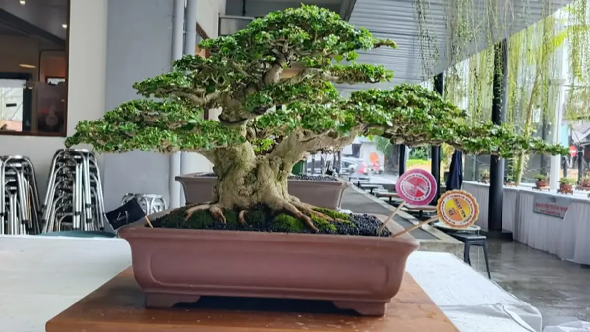 Bonsai Santigi Seharga Rp1,5 Miliar Curi Perhatian di Pameran Nasional