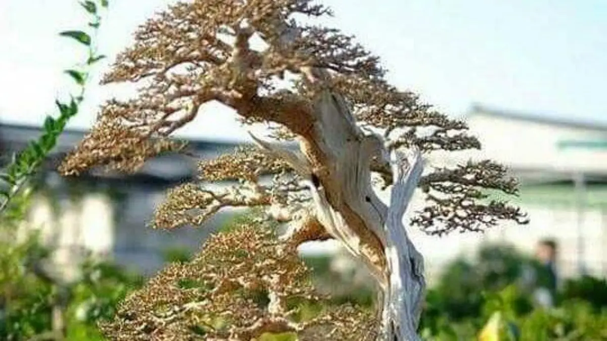 Bonsai Serut Mewah Siap Kontes di Lapak Pak Solikin, Harga Hingga Rp20 Juta