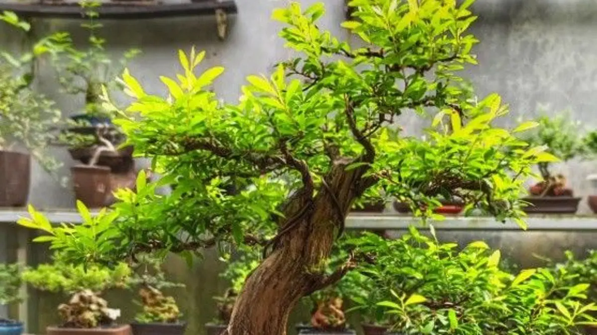 Bonsai untuk Pemula: Ketahui 7 Tanaman Mudah untuk Ditanam dan Dibentuk di Blitar