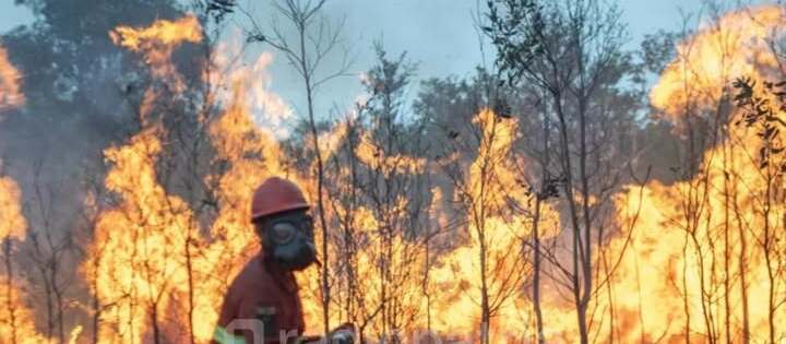 BRIN Teliti Pemanfaatan Singkong untuk Penanganan Kebakaran Hutan dan Lahan