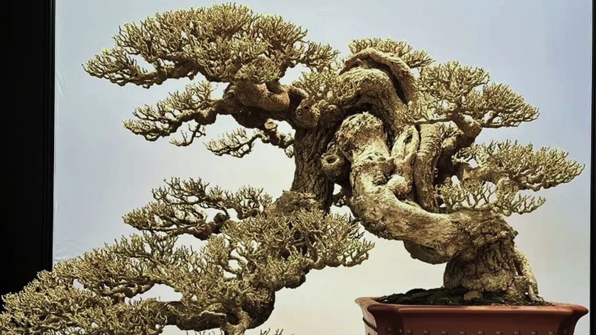 Cemara Duri Arta Bonsai: Masterpiece Indonesia Sebsenilai Rp750 Juta