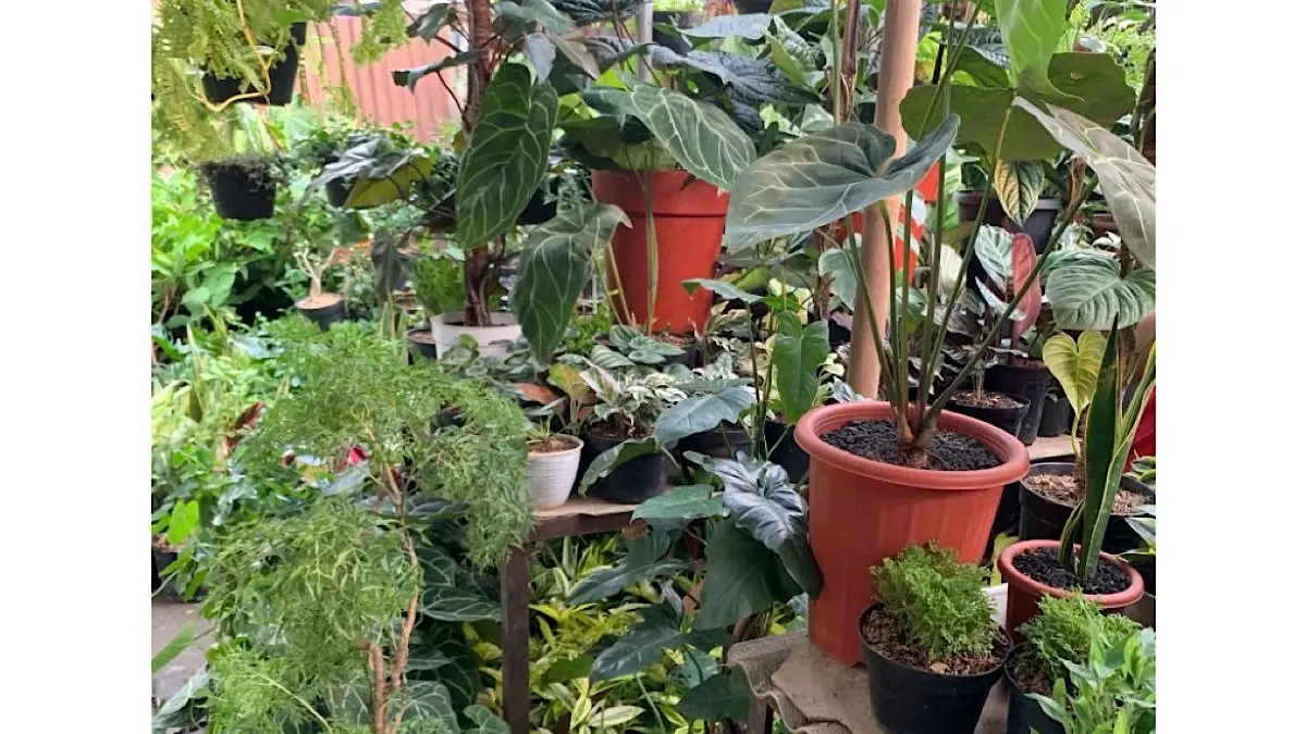 Dari Hobi Menjadi Usaha, Ale Garden Jajal Pasar Bonsai dengan Omzet Rp40 Juta per Bulan
