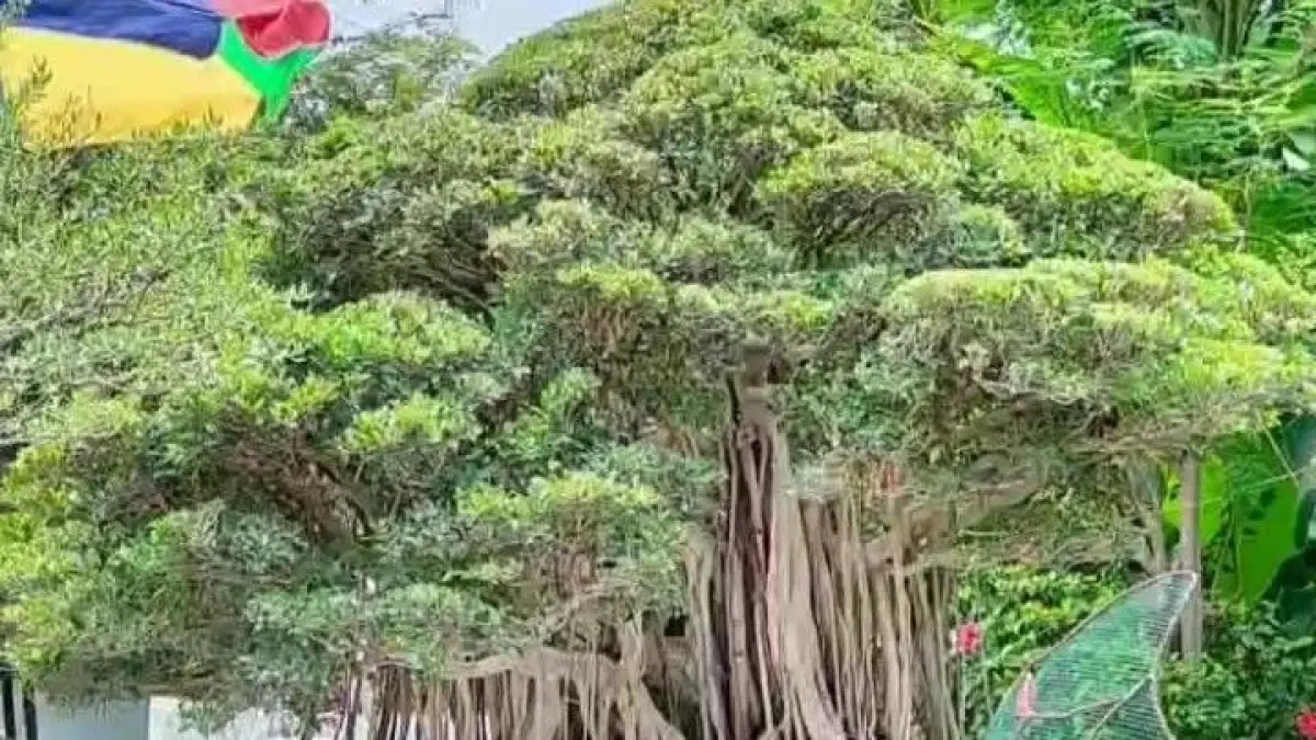 Era Bonsai Depok: Surga Bonsai dengan Koleksi Beringin Seharga Rp1 Miliar