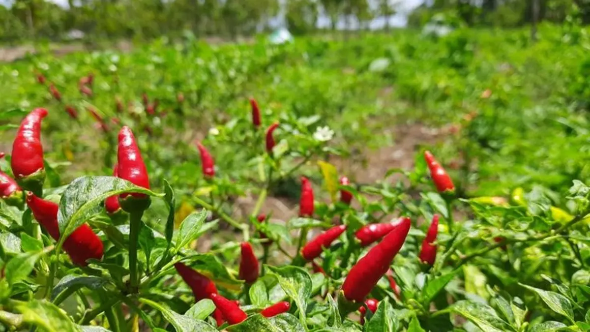 Harga Cabai Rawit Mencapai Rp77 Ribu per Kg, Pedagang dan Konsumen Blitar Beradaptasi