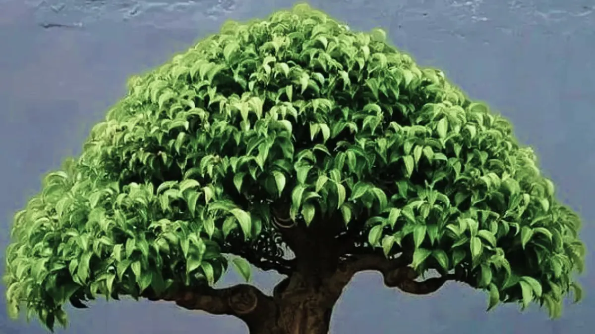 Inovasi Bonsai Beringin: Teknik Stek untuk Membentuk Akar yang Ideal