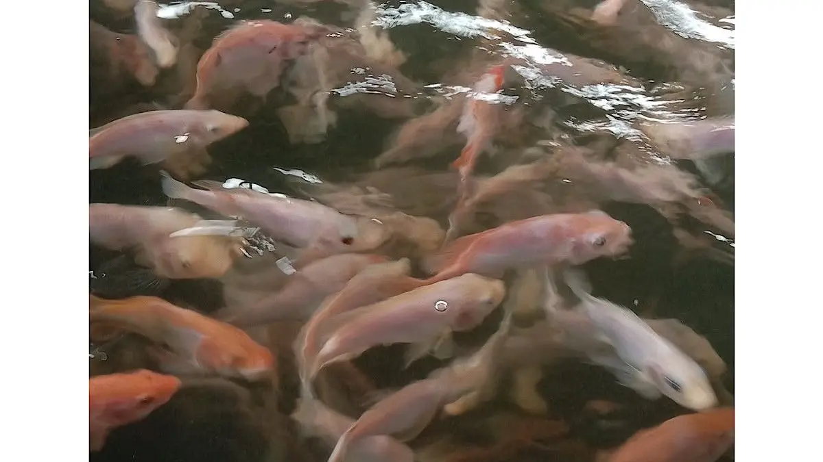 Inovasi Budidaya Ikan Nila dengan Sistem Bioflok: Hemat Pakan dan Panen Lebih Efisien di Desa Bojong