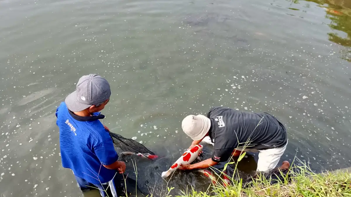 Inovasi Probiotik: Tingkatkan Imun Ikan Nila dan Gurame di Blitar Tanpa Antibiotik