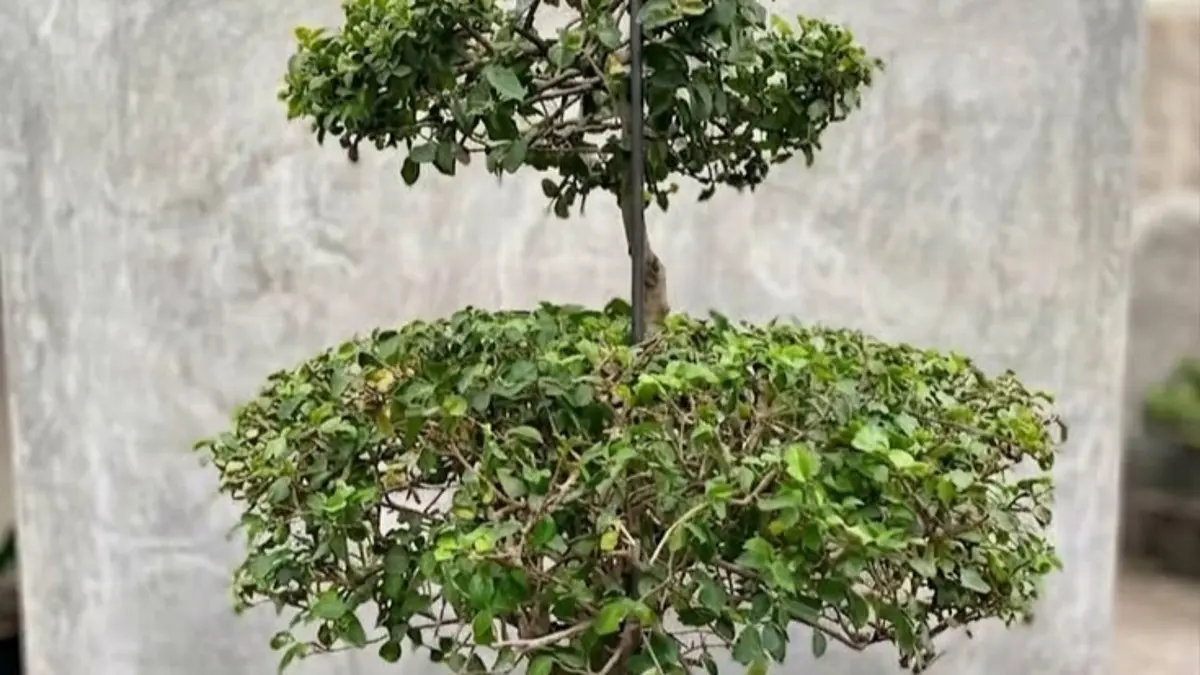 Keajaiban Bonsai: Tanaman Berusia 800 Tahun yang Bernilai Tinggi