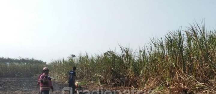Kebakaran Kebun Tebu di Desa Boro: Kerugian Rp100 Juta akibat Sisa Pembakaran