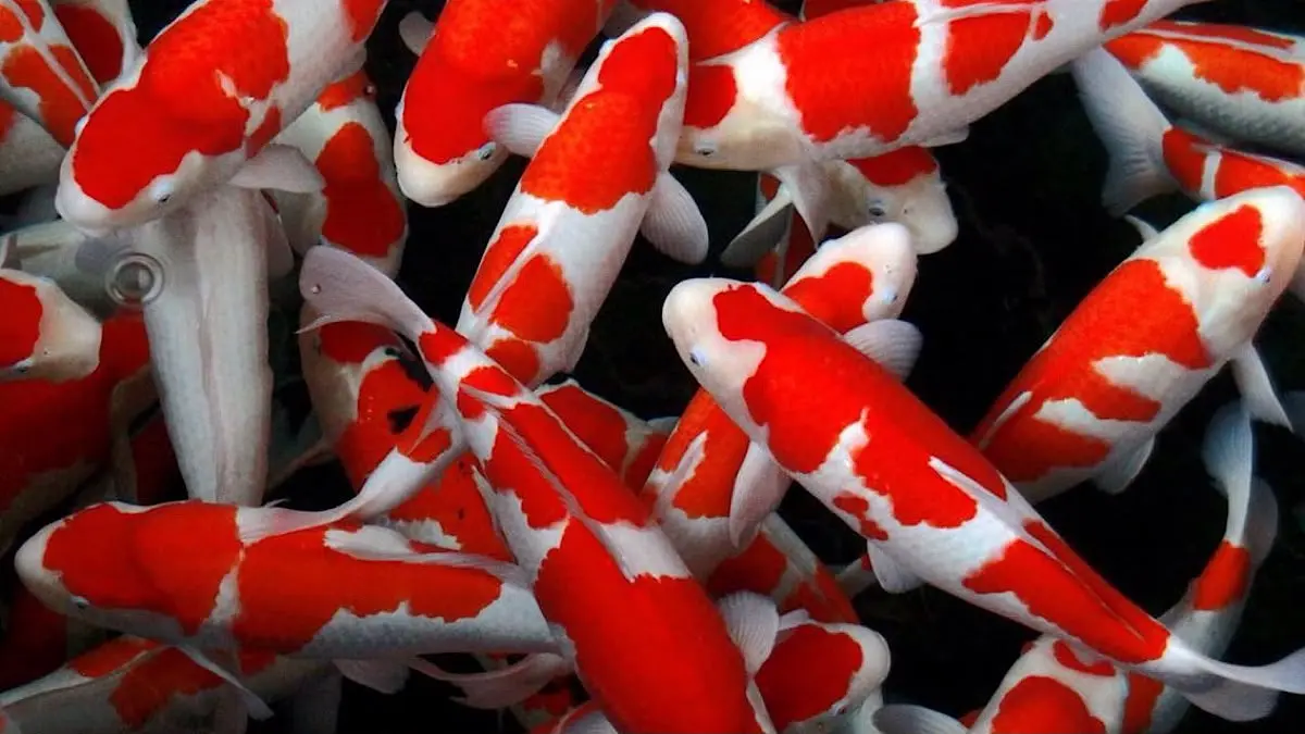 Keberhasilan Hobi Ikan Koi di Blitar: Menyelami Kriteria Penjurian untuk Menentukan Juara