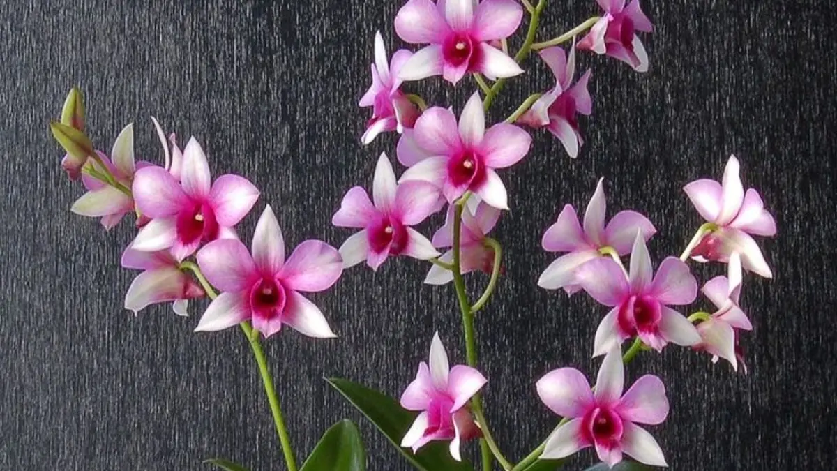 Keindahan Anggrek Dendrobium di Kebun Lokal Blitar: Pesona yang Menawan Selama Berbulan-bulan