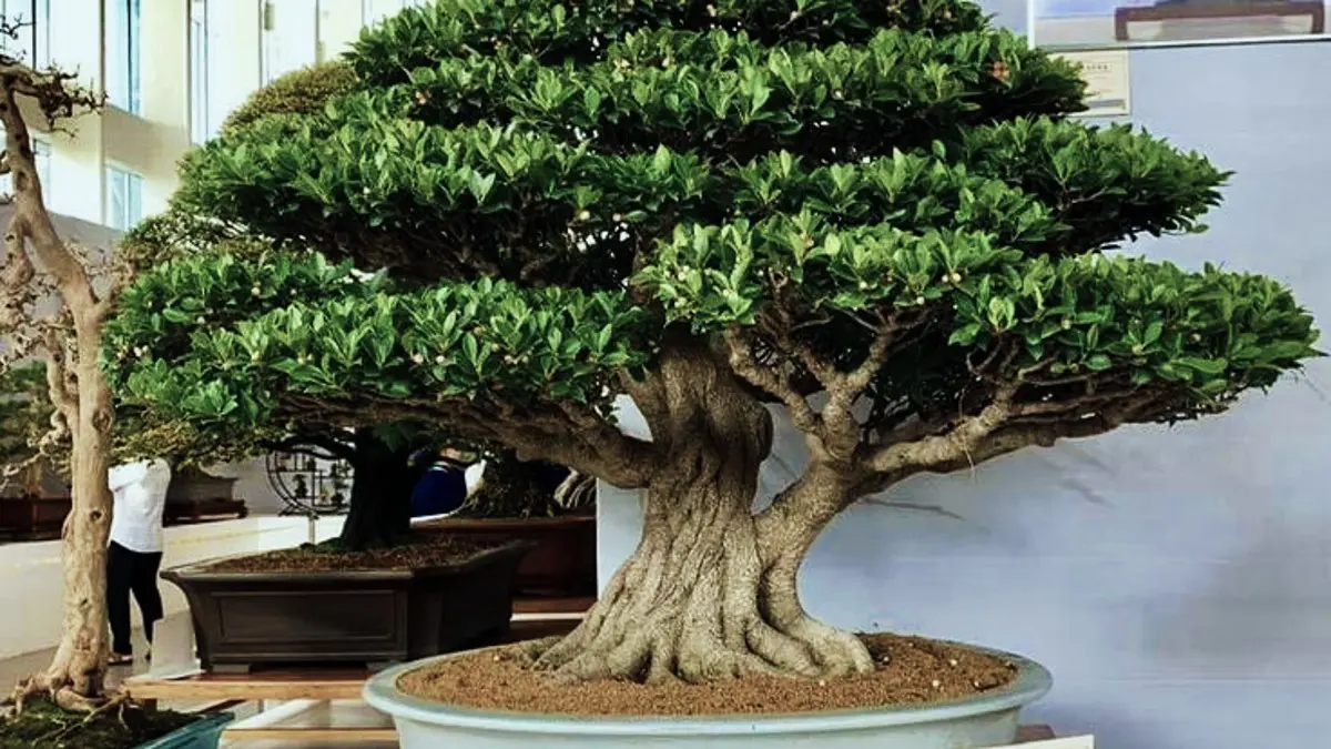 Keindahan Bonsai Loa Jumbo di Lumajang: Memukau dan Memenangkan Tiga Gelar Kejuaraan