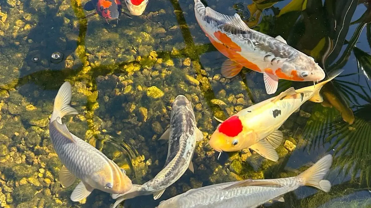Keistimewaan Marudo Tosai Koi: Inovasi dari Kohaku Koi Farm untuk Pecinta Koi Blitar