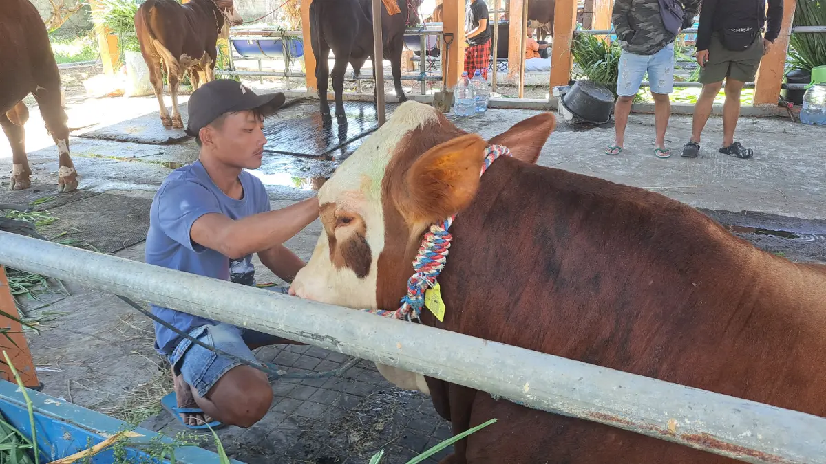 Kembalinya Kontes Sapi Blitar: Memperkuat Biodiversitas Ternak dan Meningkatkan Ekonomi Peternak