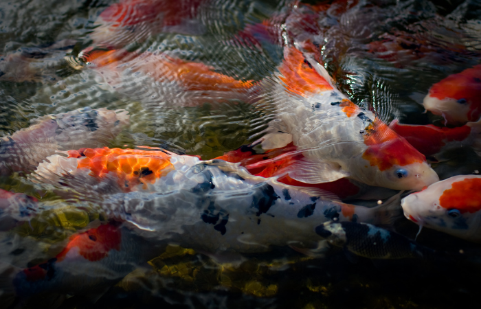 Kharis, Peternak Ikan Koi Blitar yang Berhasil Menghadapi Tantangan Sejak 2008