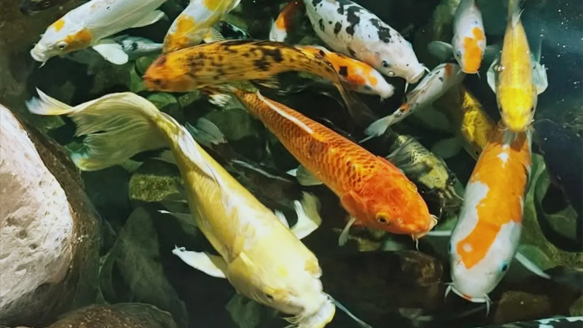Koi Show Indonesia 2026: 1.044 Ekor Koi Berkompetisi untuk Gelar Grand Champion di Kelas Utama