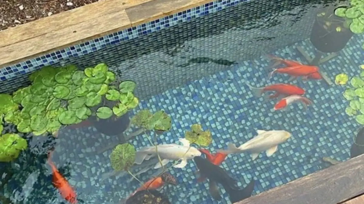 Kolam Undergravel: Solusi Estetis dan Praktis bagi Pecinta Ikan Hias di Blitar