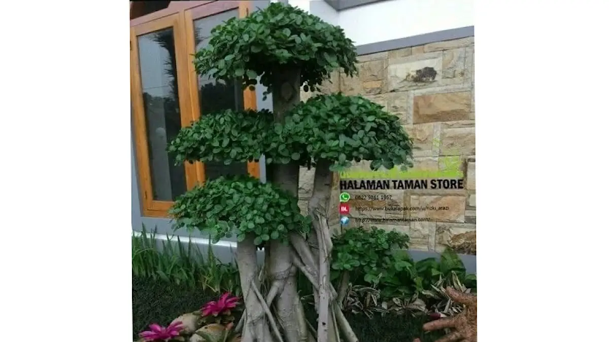 Koleksi Bonsai Raksasa dari Gianyar Mencuri Perhatian, Keindahan Karakter Tua yang Mempesona