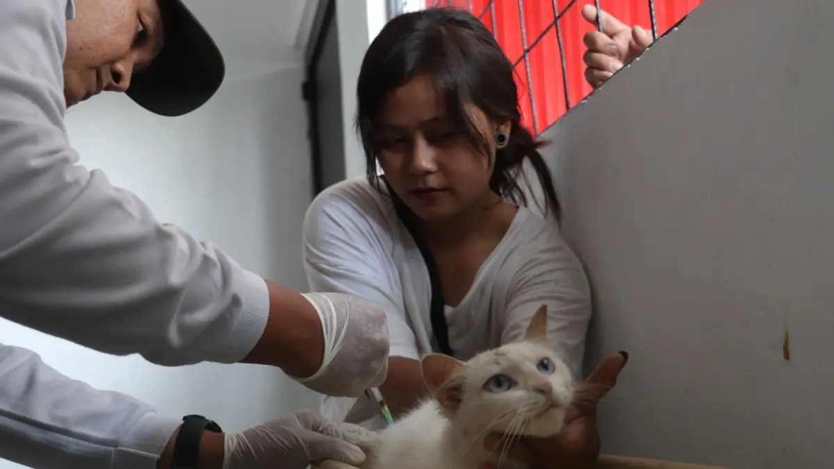 Komunitas Bi Cat Lovers Blitar: Penyelamat Kucing Liar di Pasar Tradisional