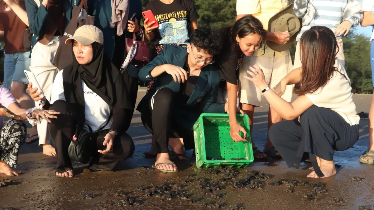 Konservasi dan Pendidikan: Lepas 262 Tukik Lekang di Pantai Serang, Magnet Wisata Edukasi Blitar