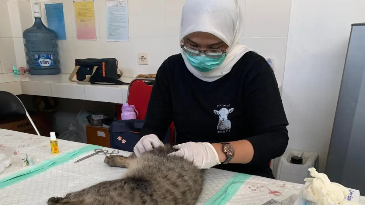 Kota Blitar Tetap Aman dari Rabies: DKPP Tingkatkan Upaya Pencegahan dan Pengendalian Populasi Kucing