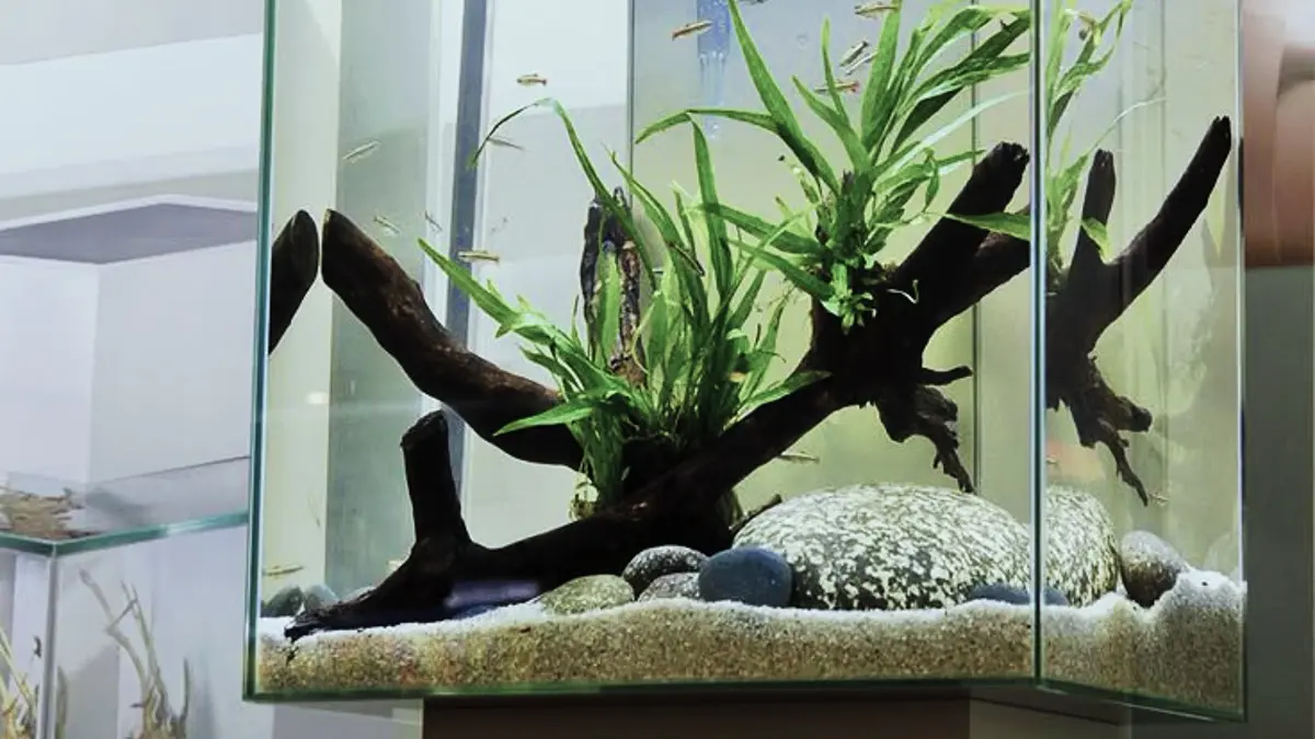 Kreasikan Aquascape Natural di Blitar Tanpa Injeksi CO2 Menggunakan Tanaman Low CO2