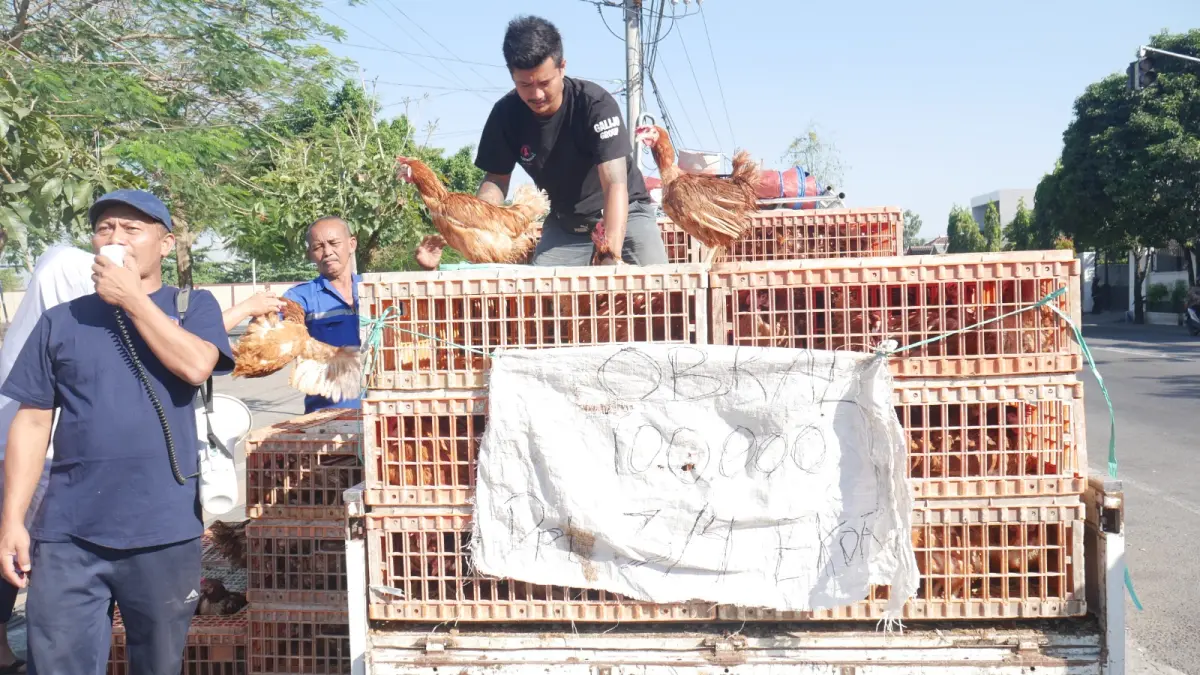 Krisis Harga Telur: Peternak Blitar Jual Ayam Afkir untuk Dapatkan Modal Pembelian Pakan