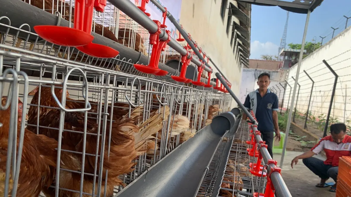 Lapas Kelas II B Blitar Kembangkan Usaha Ayam Petelur untuk Keterampilan Warga Binaan