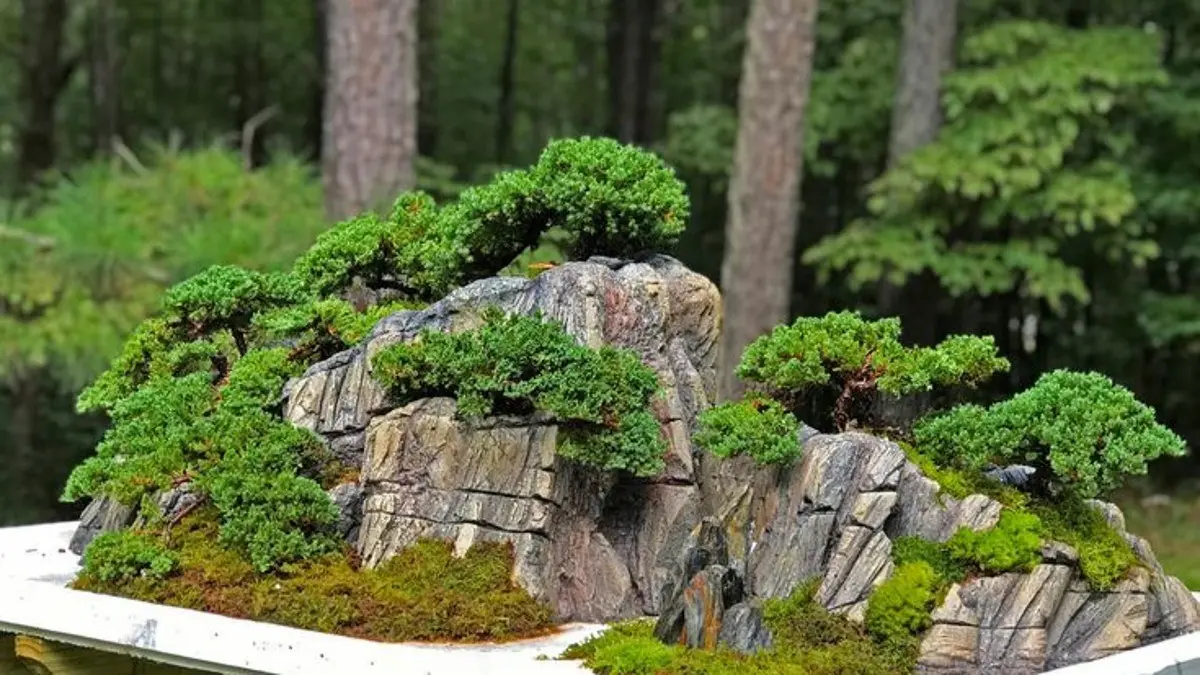 Lima Jenis Bonsai Ideal untuk Pemula di Blitar: Dari Ficus Hingga Larch