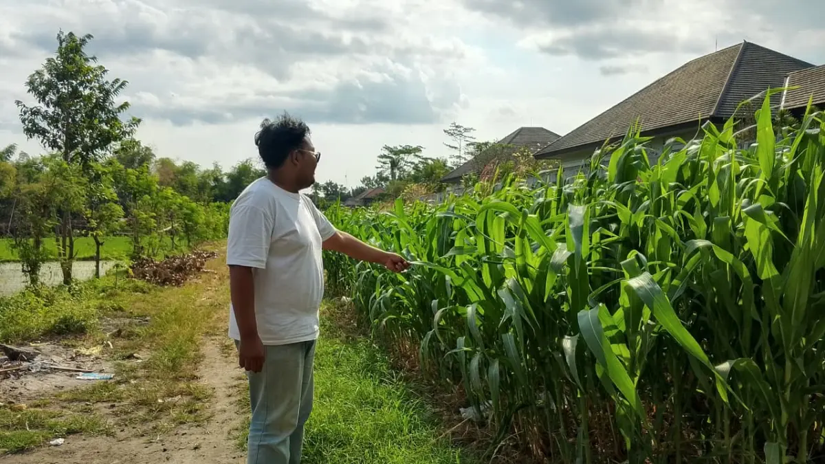 Luas Tanam Jagung Pembenihan Kabupaten Blitar Capai 4.173 Hektare, Mendorong Kemandirian Pertanian Lokal