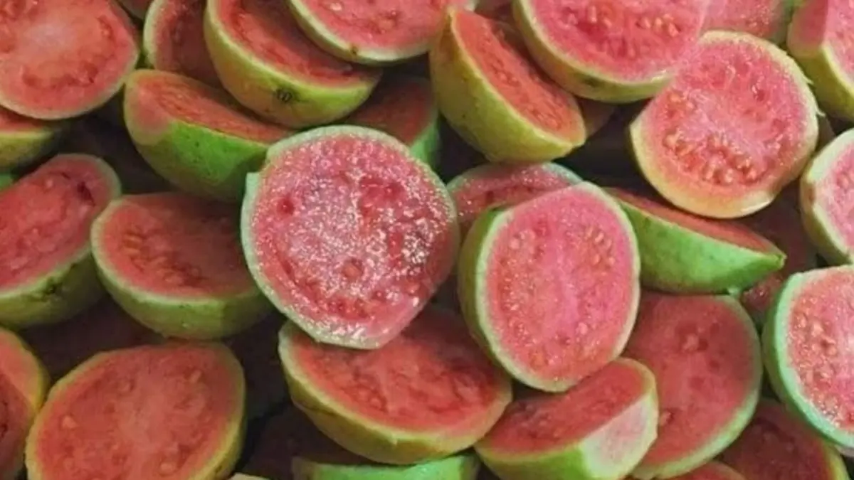 Manfaat Luar Biasa Jambu Biji untuk Kesehatan dan Pemulihan Kesehatan Pasien DBD di Blitar