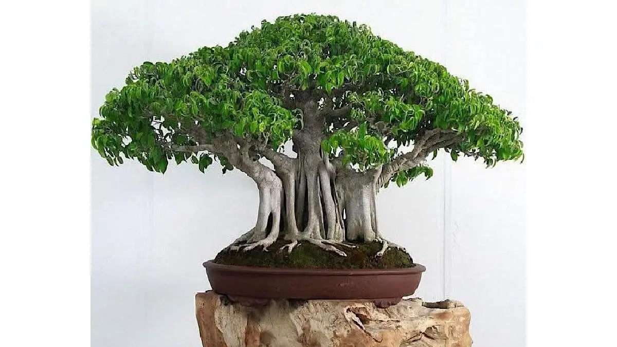 Menelisik Keanggunan Bonsai: Lima Tanaman Termahal yang Menggetarkan Dunia dan Dompet