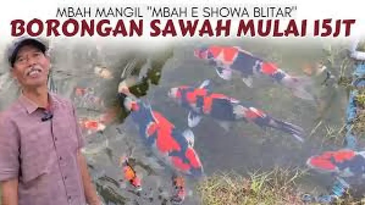 Menelusuri Jejak Mbah Mail: Legenda Budidaya Ikan Koi Blitar Sejak 1986