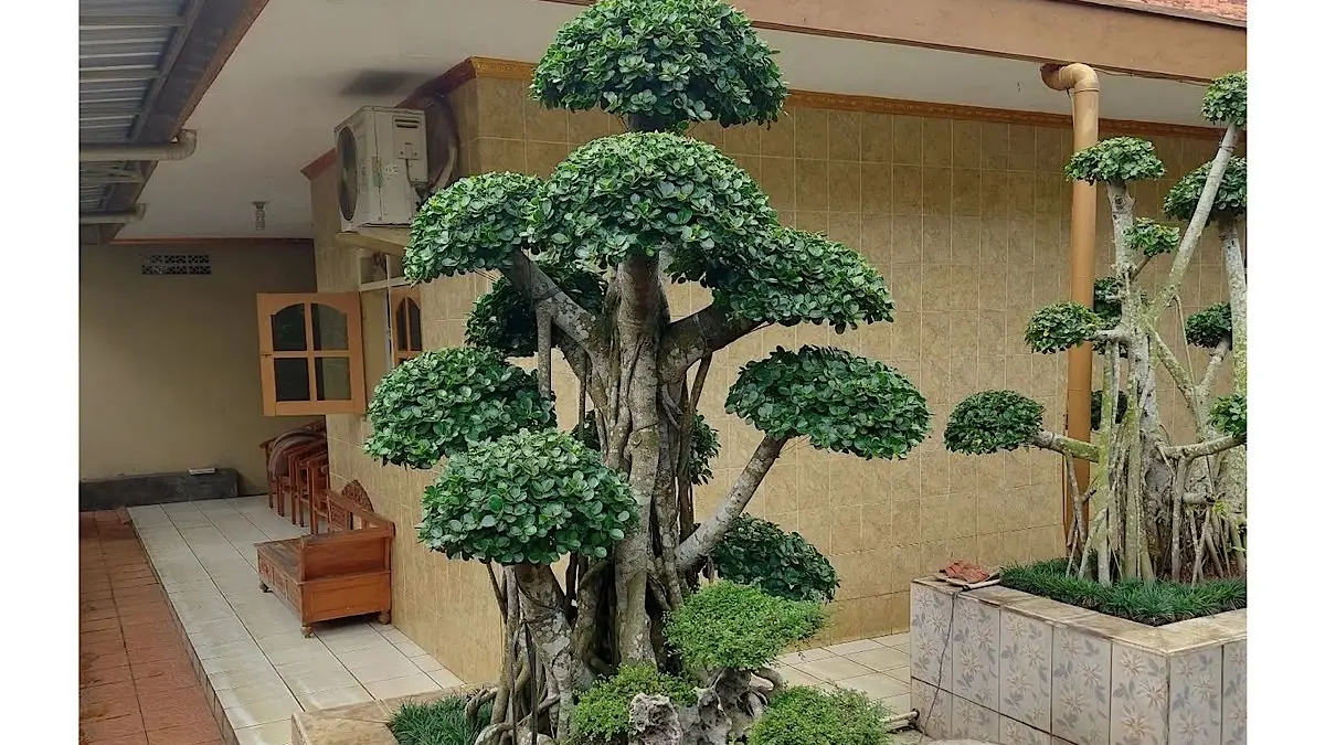 Mengagumkan: Bonsai Santigi Bali Seharga Rp1,5 Miliar Pukau Pengunjung Piala Presiden