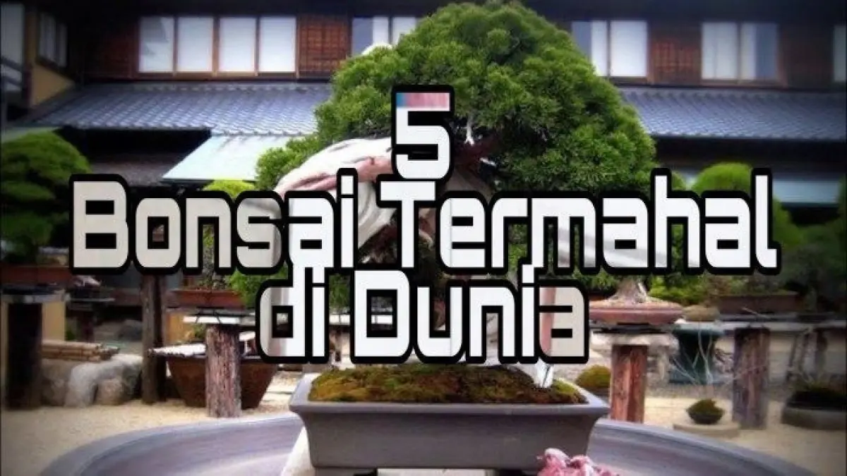 Mengenal 5 Bonsai Termahal di Dunia: Kekayaan Alam yang Berharga