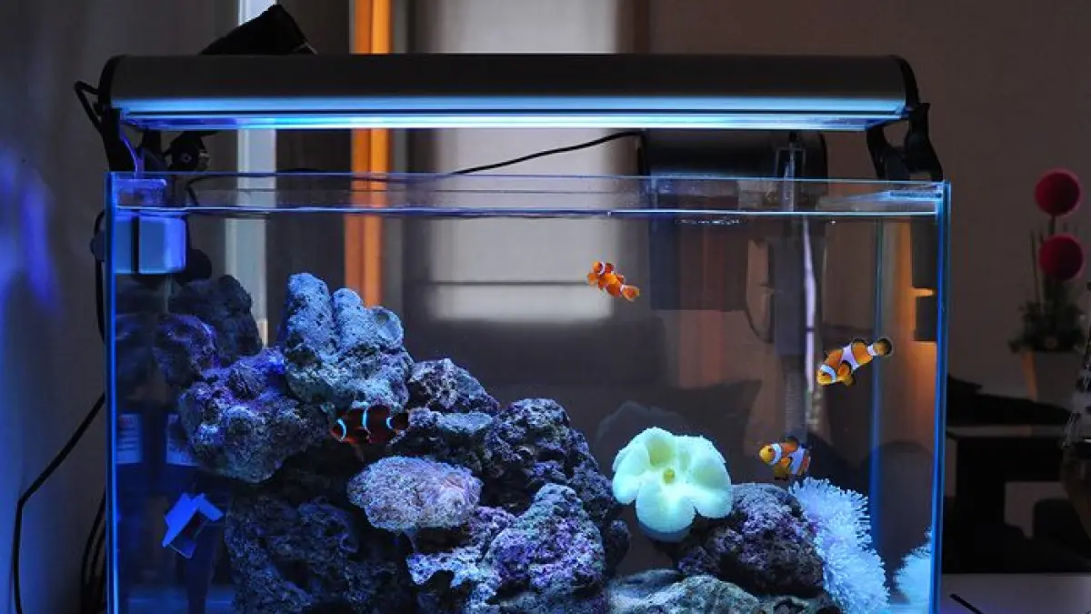 Mengenal Akuarium Air Asin Mini: Ekosistem Kecil dengan Pesona Karang dan Ikan Goby