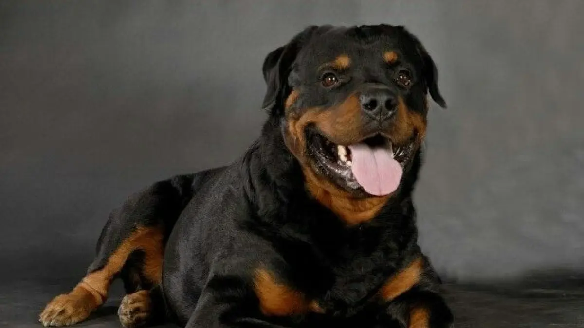Mengenal Anjing Rottweiler: Karakter Ramah dan Loyal yang Perlu Dikenal oleh Masyarakat Blitar