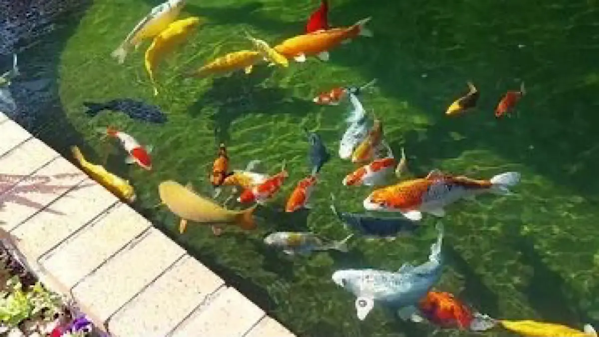 Mengenal Keberhasilan Perawatan Koi Jumbo di VKOI Bogor: Panduan Terbaik untuk Penghobi Pemula di Blitar