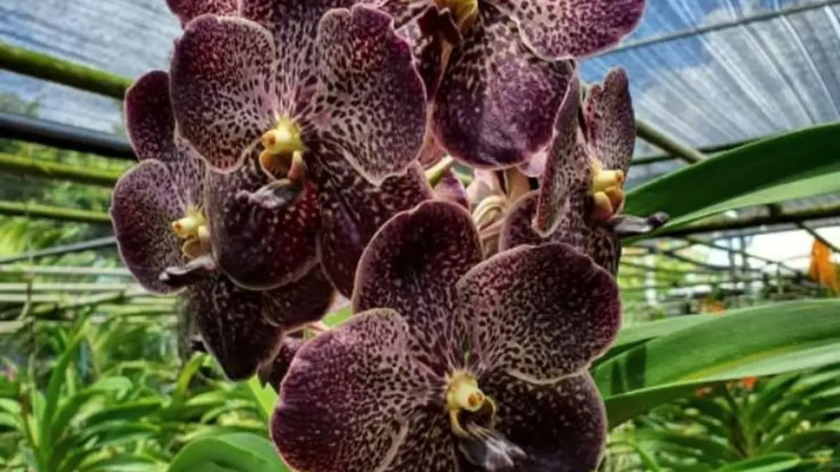 Menggali Keunggulan Anggrek Vanda: Kisah Inspiratif Seorang Kolektor di Blitar