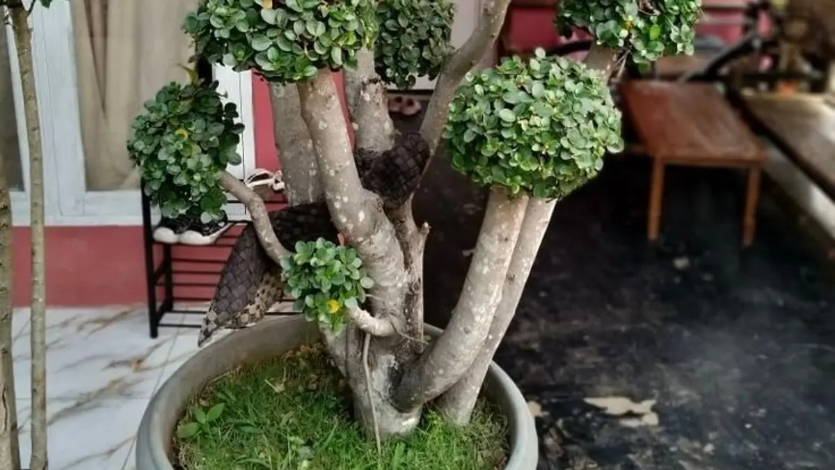 Menggali Potensi Bonsai Beringin: Seni, Nilai, dan Perawatan di Blitar